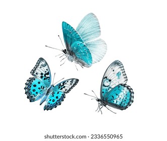 Mariposas azules aisladas en