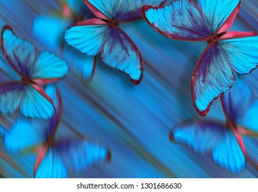 Blue Butterflies Morpho Texture Background Butterflies Stock Photo ...