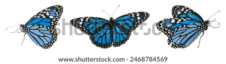 Blue butterflies on white background. Beautiful insect