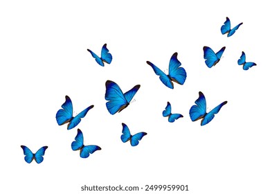 Conjunto mariposas azules aisladas