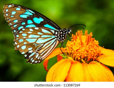 Blue butterfly fly in morning nature. - Powered by Shutterstock