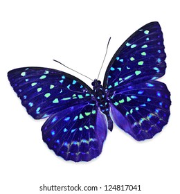 Blue Butterfly Isolated On White Background Stock Photo 124817041 ...