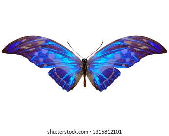 Blue Butterfly Isolated On White Background Stock Photo 1315812101 ...