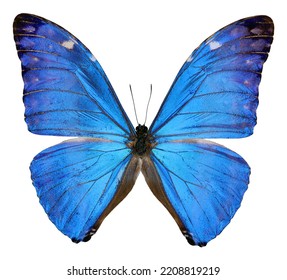 Blue butterfly isolated on white. Iridescent Morpho adonis macro close up, collection butterflies, for decor, design, art - Powered by Shutterstock