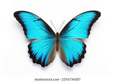 Mariposa azul aislada en