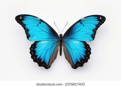 mariposa azul aislada en