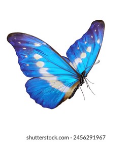 Mariposa azul aislada sobre