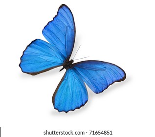 Blue butterfly isolated on white - Shutterstock ID 71654851