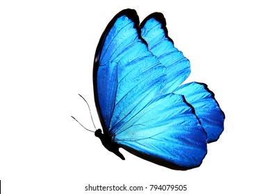 Blue Butterfly Isolated On White. Side View