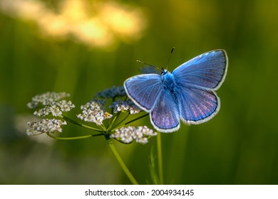 Blue butterfly Mazarine Blue (Polyommatus semiargus)