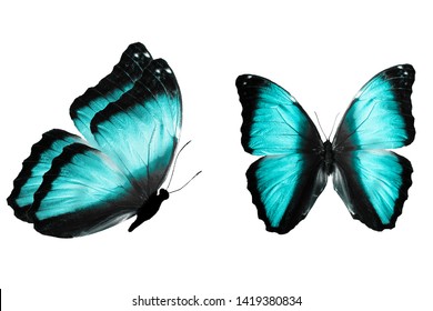 Blue Butterfly Papilio Ulysses Isolated On Stock Photo 138246665 ...