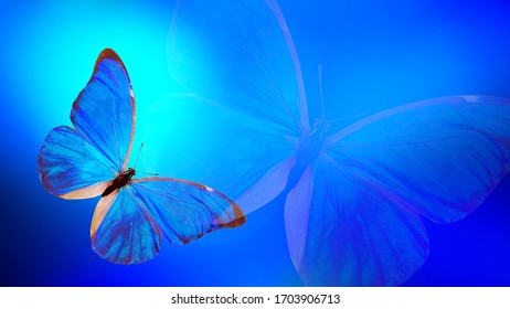 Blue Butterfly On A Color Gradient Background. With Highlights