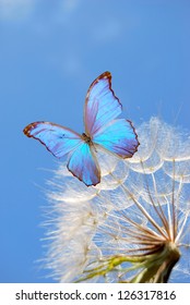blue butterfly on dandelion on sky background - Shutterstock ID 126317816