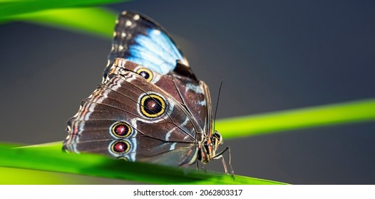 Blue Butterfly On Green Leaf, France