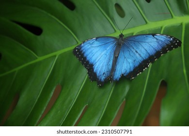 the blue butterfly on the leaf - Shutterstock ID 2310507791
