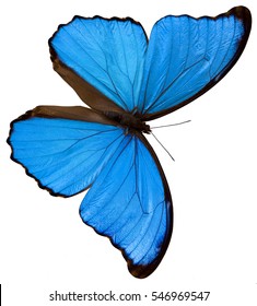 A Blue Butterfly On The White Background