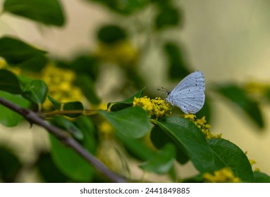 blue butterfly on yellow flower, Holly Blue, Celastrina argiolus