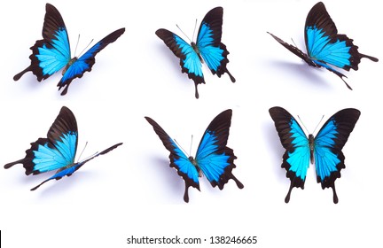 Blue Butterfly, Papilio Ulysses, Isolated On White Background