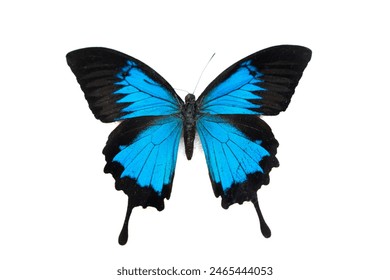 Mariposa azul  Papilio