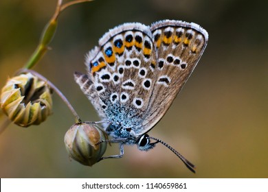 Blue Butterfly - Polyommatus Thersites