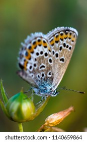 Blue Butterfly - Polyommatus Thersites