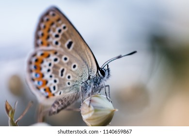 Blue Butterfly - Polyommatus Thersites