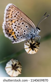 Blue Butterfly - Polyommatus Thersites