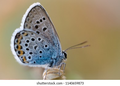 Blue Butterfly - Polyommatus Thersites