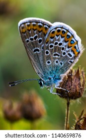 Blue Butterfly - Polyommatus Thersites