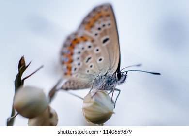 Blue Butterfly - Polyommatus Thersites