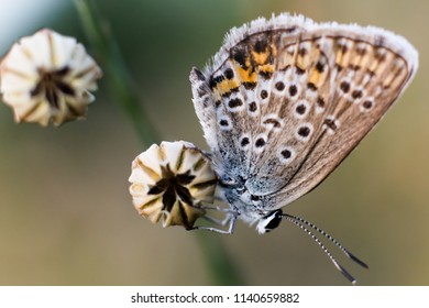 Blue Butterfly - Polyommatus Thersites