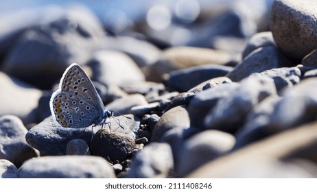 blue butterfly sits on river stones. A beautiful butterfly sits on the stones by the river. Nature photo, mountain river pebbles. beautiful delicate butterfly close-up