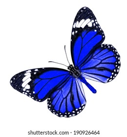 Blue Butterfly Upper Wing Profile Isolated Stock Photo 190926464 ...