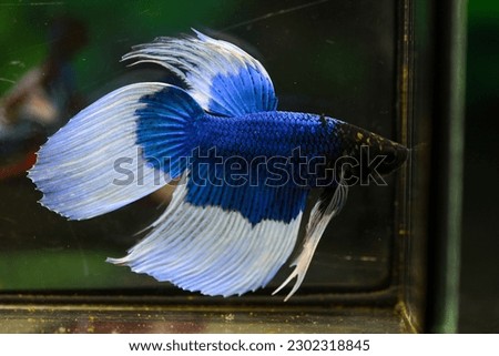 Blue Butterfly VTM STM
Colorful Betta fish .Swimming under water in clear glass tank aquarium, free movement isolated on green background ,3.5 months old age, Popular aquarium fish hobby,
