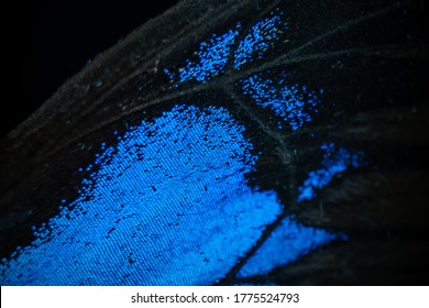 Blue butterfly wing extreme macro, super closeup. Beautiful pattern of the wings.
