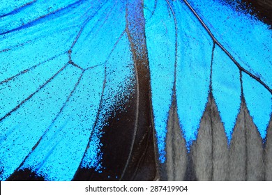 Blue Butterfly Wing, Nature Pattern Texture Background