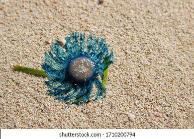 Blue Button Jellyfish Images Stock Photos Vectors Shutterstock