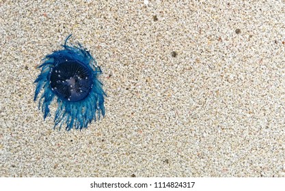 Blue Button Jellyfish Images Stock Photos Vectors Shutterstock