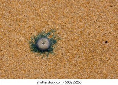 blue button jellyfish