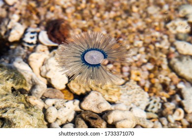 blue button jellyfish