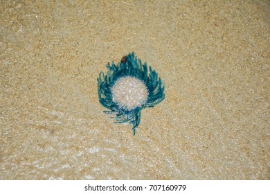 Blue button on sandy