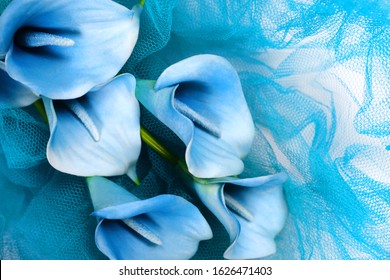 Blue calla lilies on a blue background.
St. Valentine's Day. Beautiful blue flowers - Shutterstock ID 1626471403