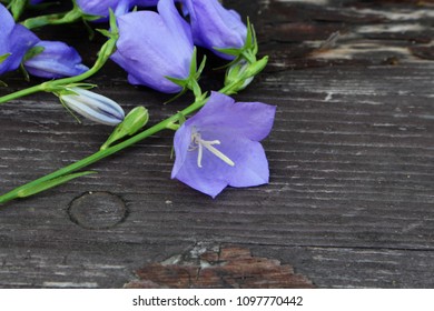 Blue Campanula Persicifolia On Wood Background. Campanula Is A Flowering Plant. . Flat Lay, Top View.Empty Space For Your Text.