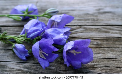 Blue Campanula Persicifolia On Wood Background. Campanula Is A Flowering Plant. . Flat Lay, Top View.Empty Space For Your Text.