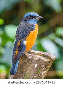 Blue capped rock thrush a migratory bird was sitting on the perch, photo taken from the Munnar hills, Kerala, India.