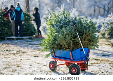 Blue car carriage pushcart or wheelbarrow with a christmas tree on fir tree cutting plantation. Families choosing, cut and felling own xmas tree in forest, family tradition in Germany