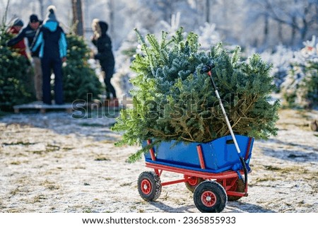 Blue car carriage pushcart or wheelbarrow with a christmas tree on fir tree cutting plantation. Families choosing, cut and felling own xmas tree in forest, family tradition in Germany