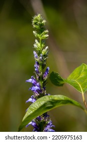 Blue cardinal flowers along a hiking trail in Ontario. They are also known as great lobelia. - Shutterstock ID 2205975163