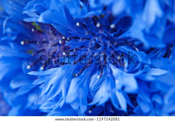 light blue carnations
