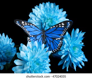 Blue Carnations And Butterfly On Black Background